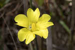 Yellow butterwort